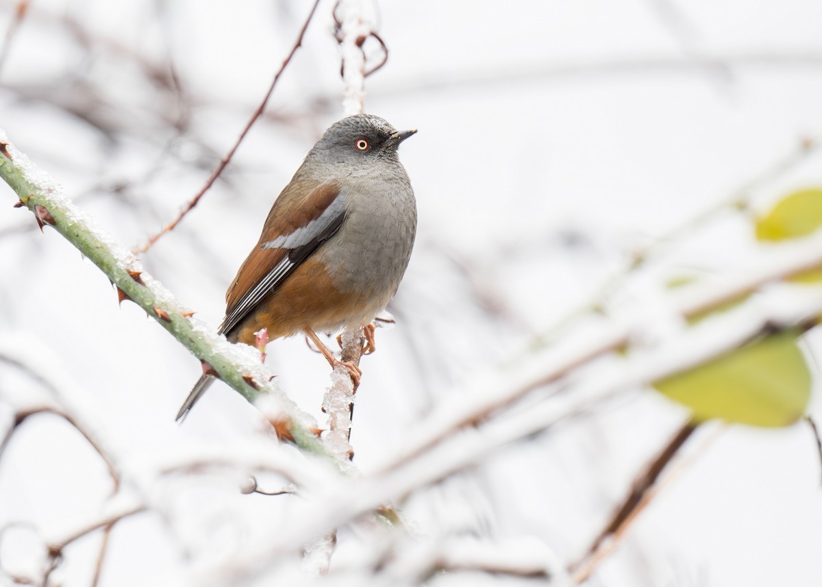 Maroon-backed Accentor - ML639450888