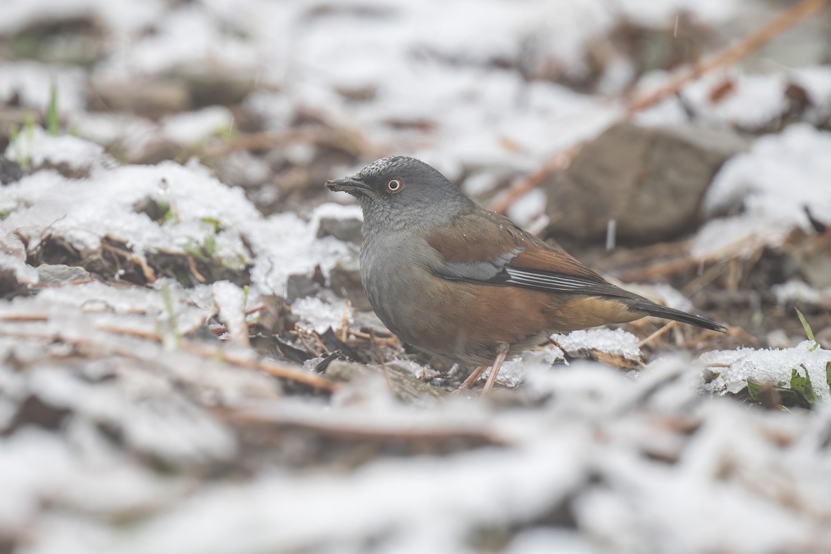 Maroon-backed Accentor - ML639450891