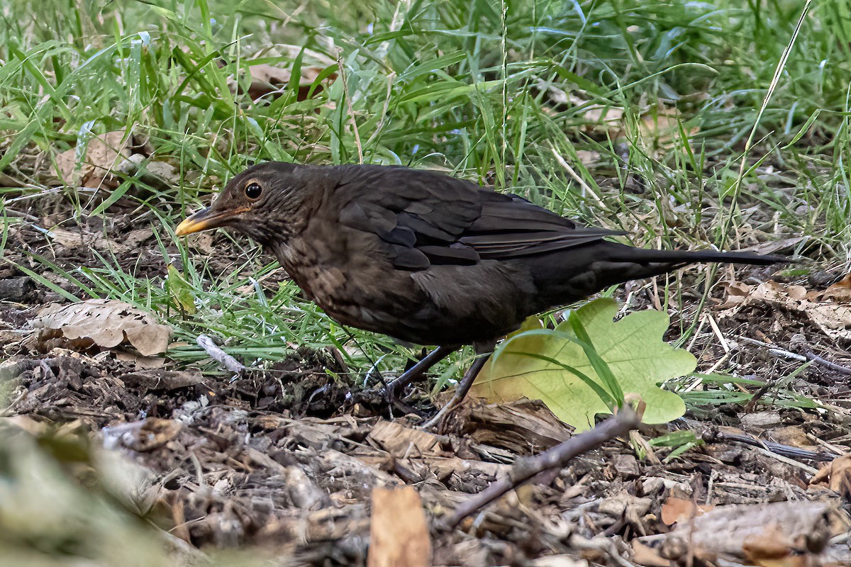 Хар хөөндэй - ML639450953