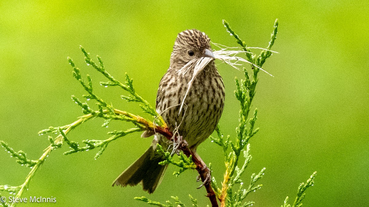 ametystfink - ML639450993