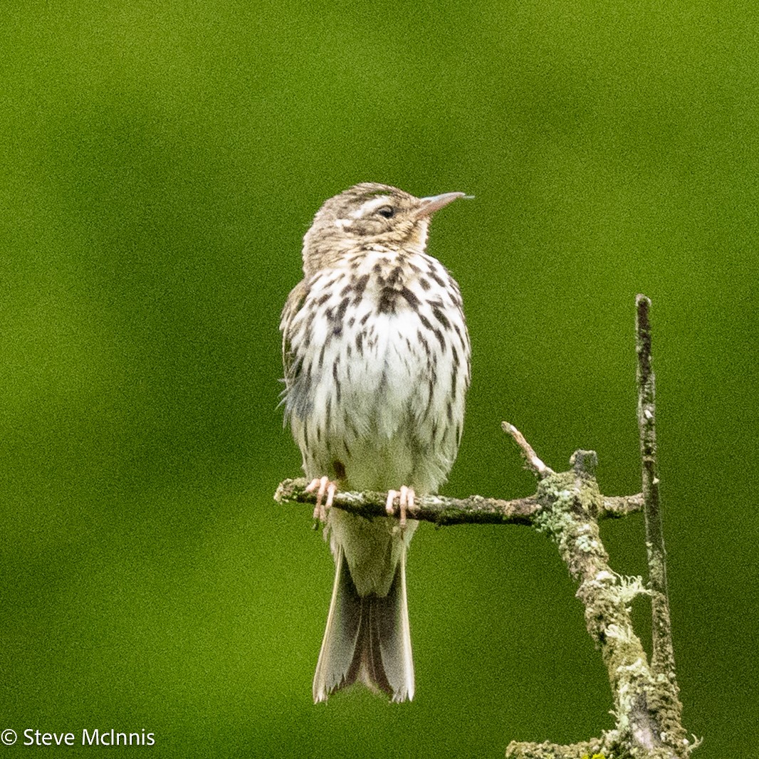 sibirpiplerke - ML639451005