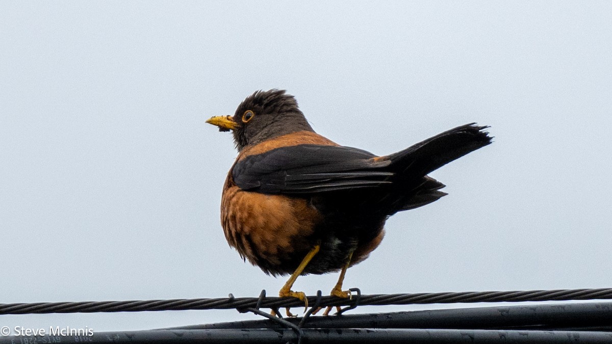 kastanjetrost - ML639451023