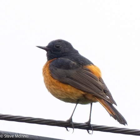 blåhoderødstjert - ML639451028