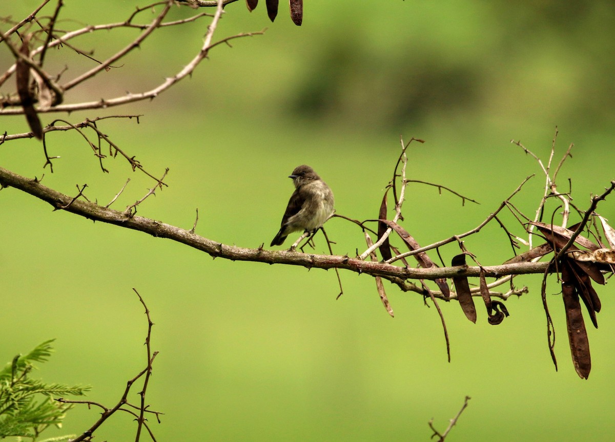African Dusky Flycatcher - ML639451053