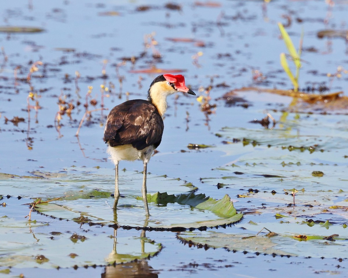 Jacana à crête - ML639451115
