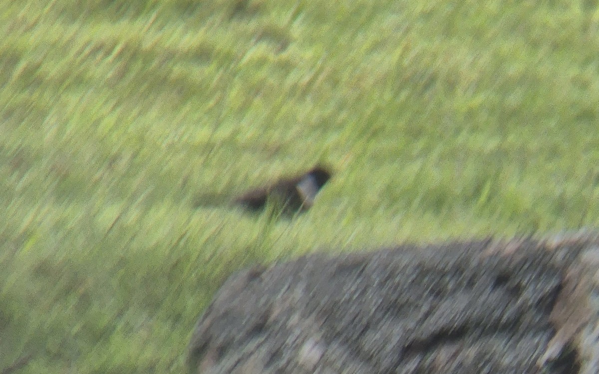 Ring Ouzel - ML639451140