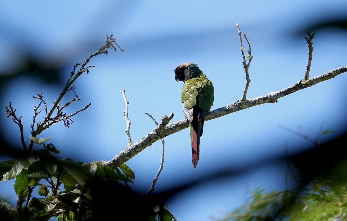 Gray-breasted Parakeet - ML639451141