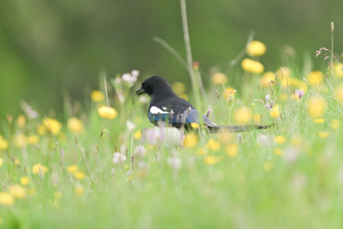 Eurasian Magpie - ML639451152