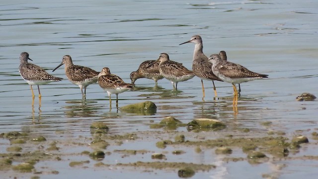 Short-billed Dowitcher - ML639451157