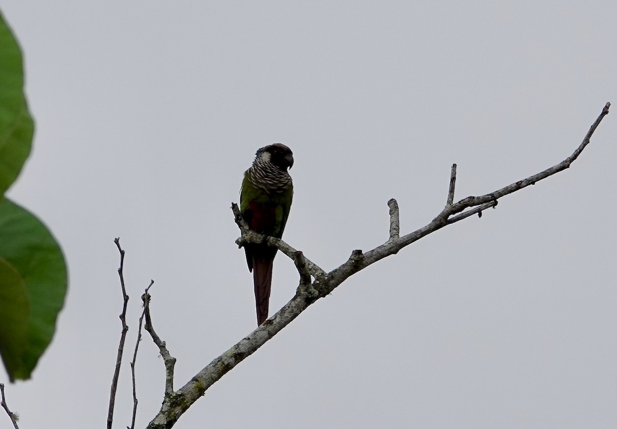Gray-breasted Parakeet - ML639451266