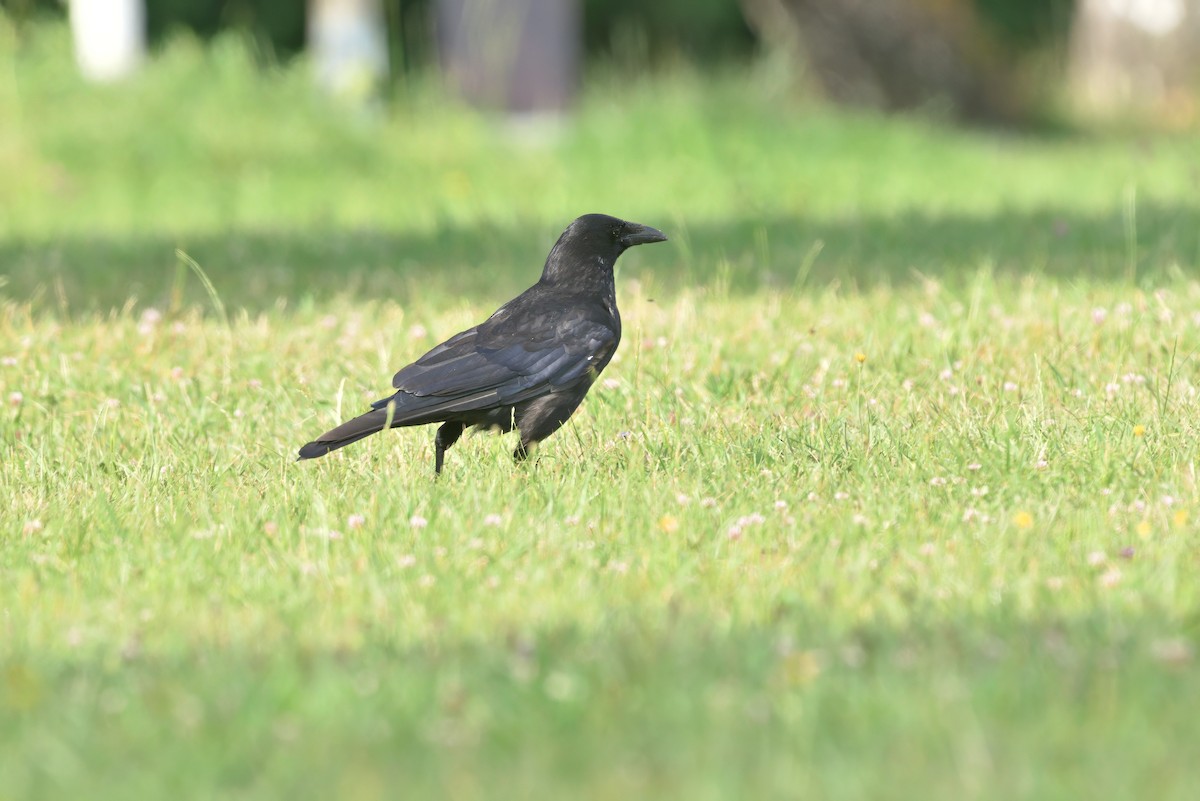Carrion Crow - ML639451297