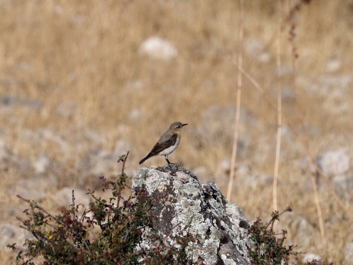 Northern Wheatear - ML639451316