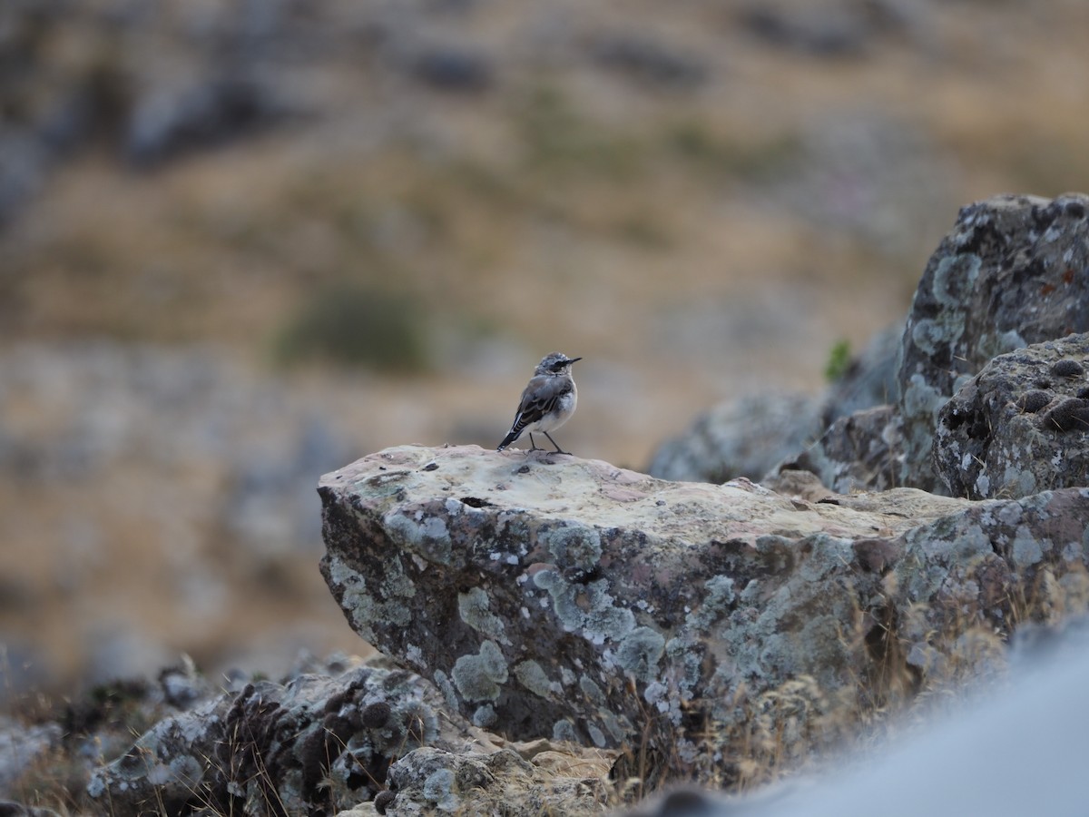 Northern Wheatear - ML639451317