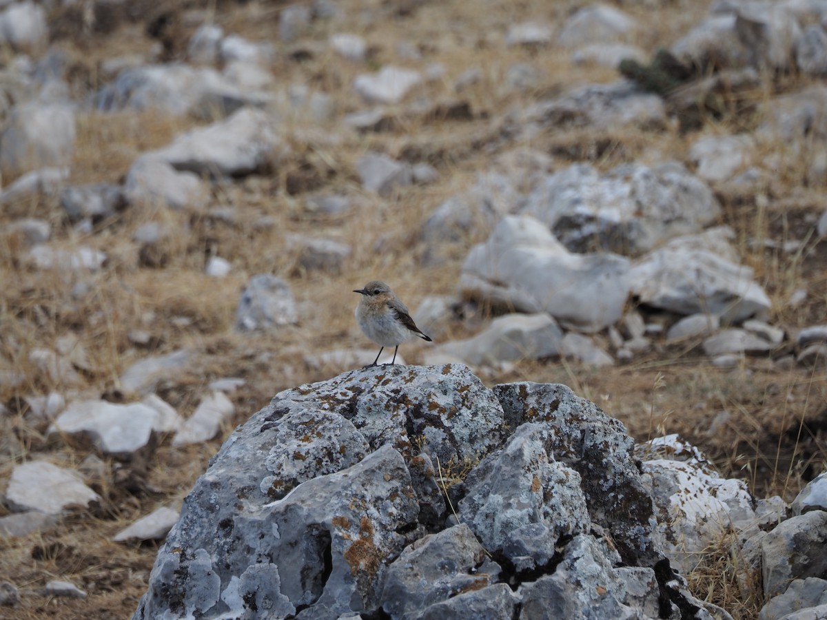 Northern Wheatear - ML639451319