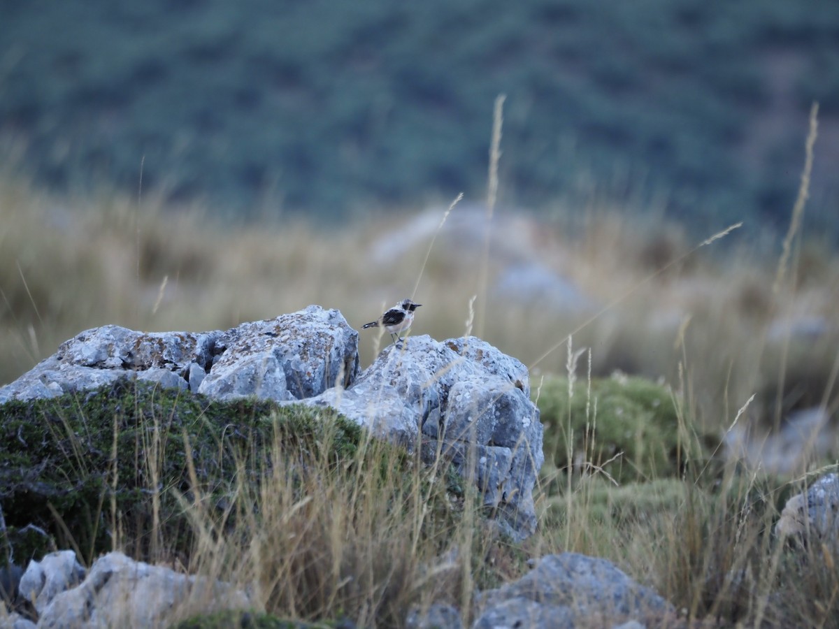 Western Black-eared Wheatear - ML639451335