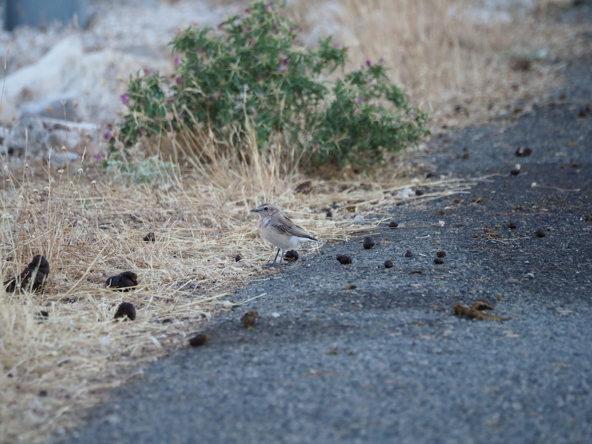Western Black-eared Wheatear - ML639451336