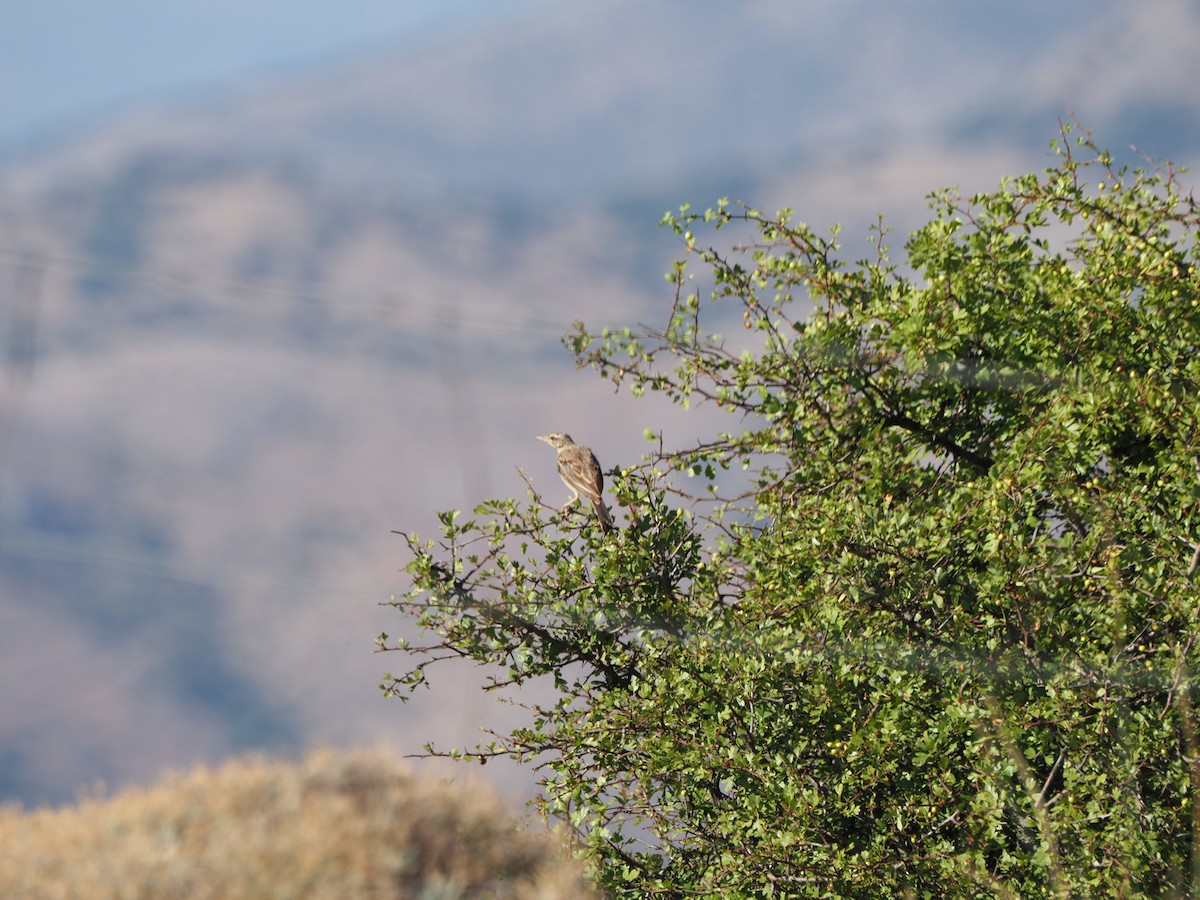 Tawny Pipit - ML639451345