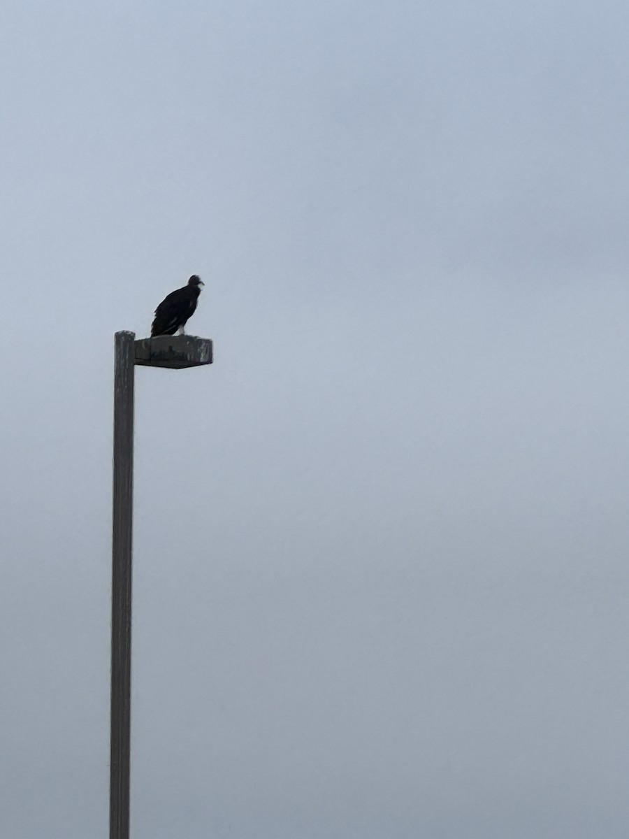 Turkey Vulture - ML639451451