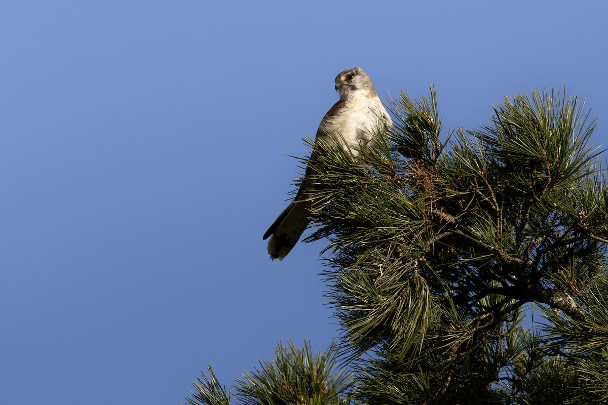Nankeen Kestrel - ML639451457