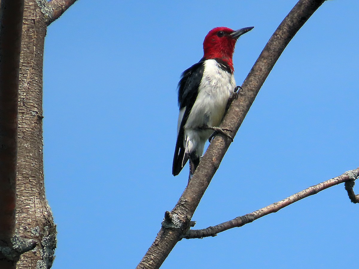 Pic à tête rouge - ML639451460