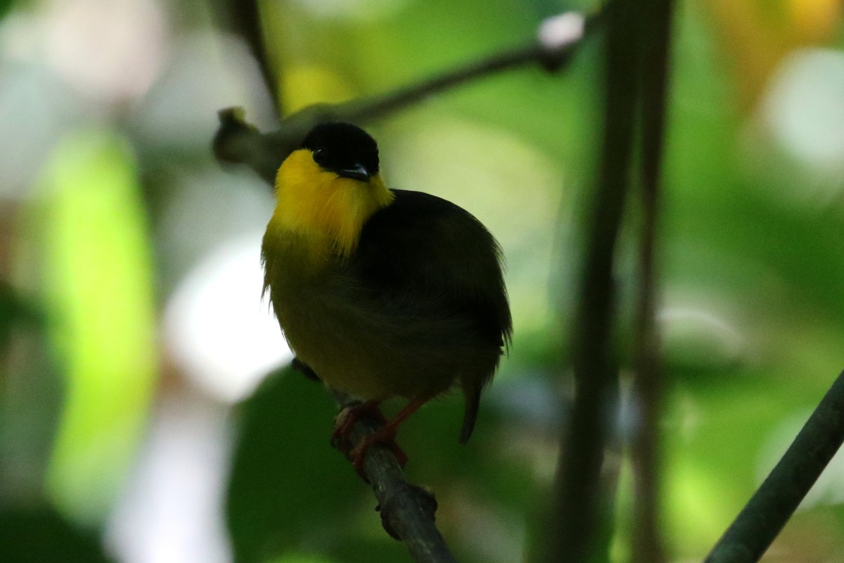 Golden-collared Manakin - ML639451475