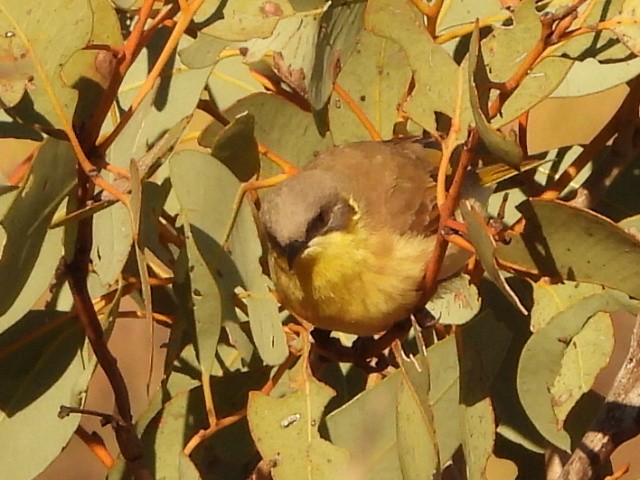 Gray-headed Honeyeater - ML639451540