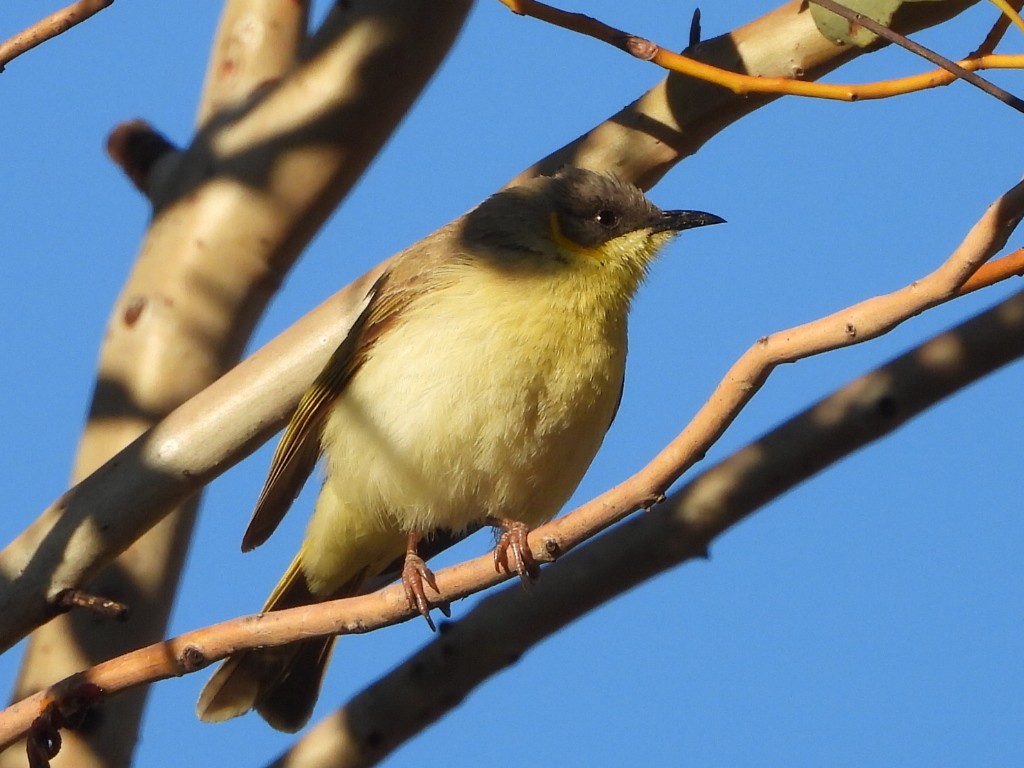 Gray-headed Honeyeater - ML639451541
