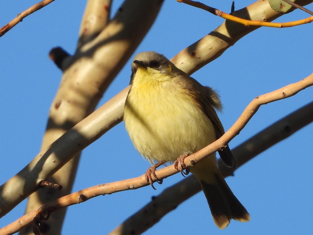 Gray-headed Honeyeater - ML639451542