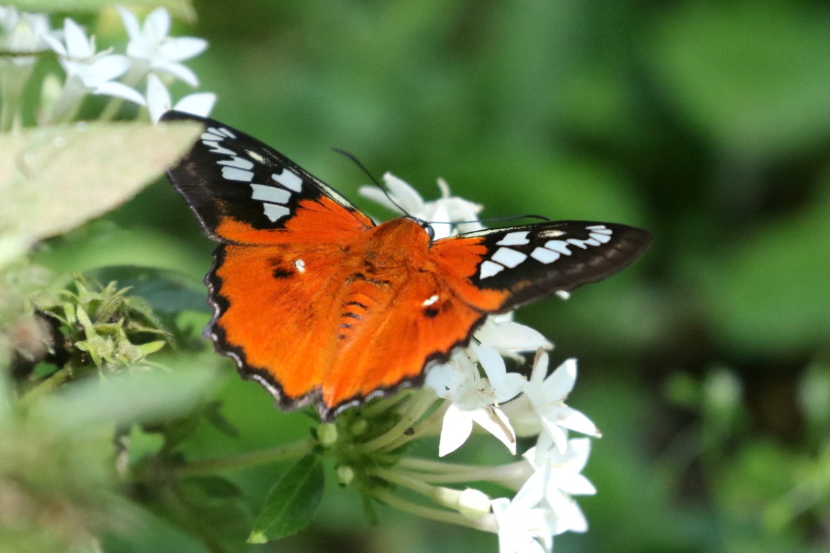 Belt's Myscelus - ML639451684