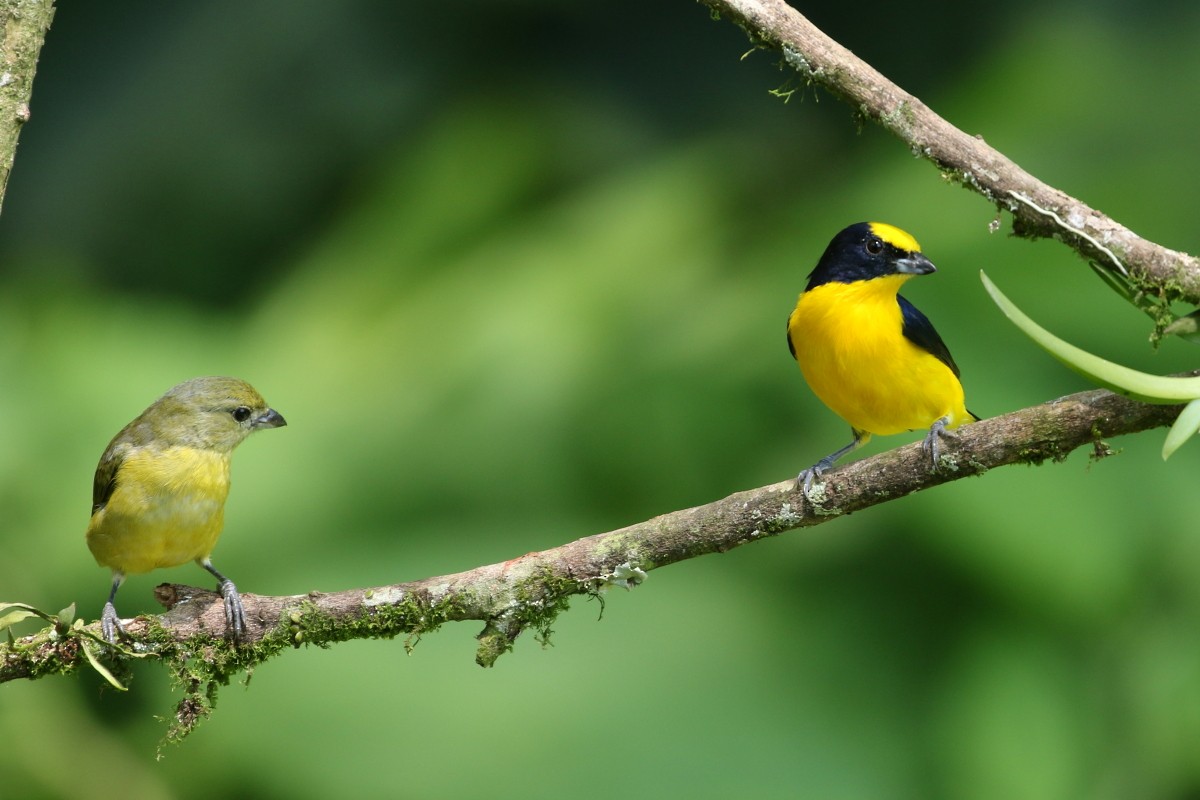 Thick-billed Euphonia - ML639451685