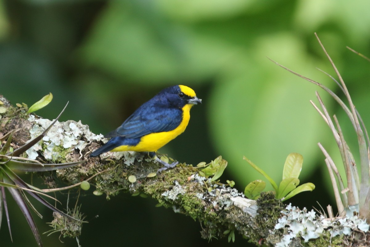 Thick-billed Euphonia - ML639451686