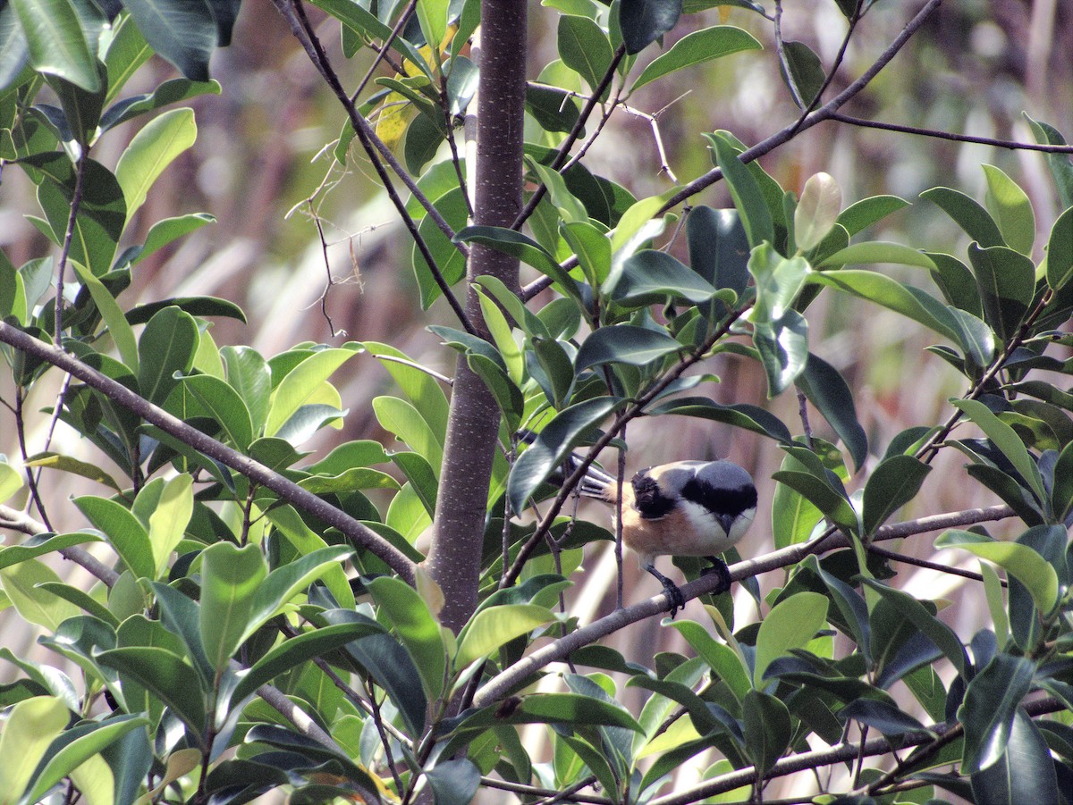 Long-tailed Shrike - ML639451687