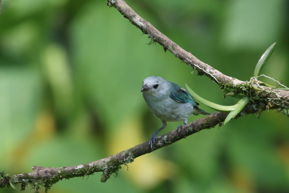 Blue-gray Tanager - ML639451690