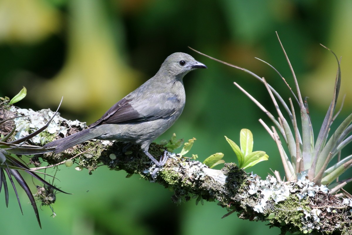 Palm Tanager - ML639451696