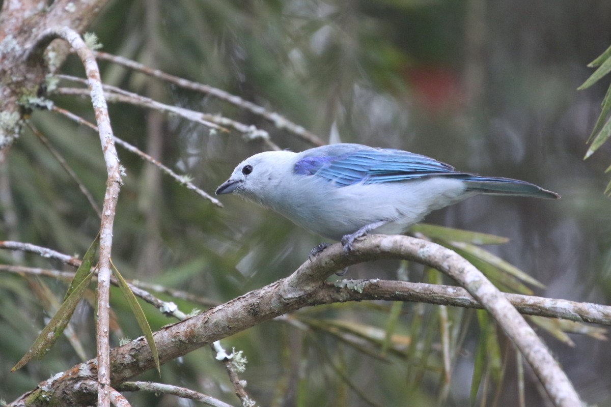 Blue-gray Tanager (Blue-gray) - ML639451760