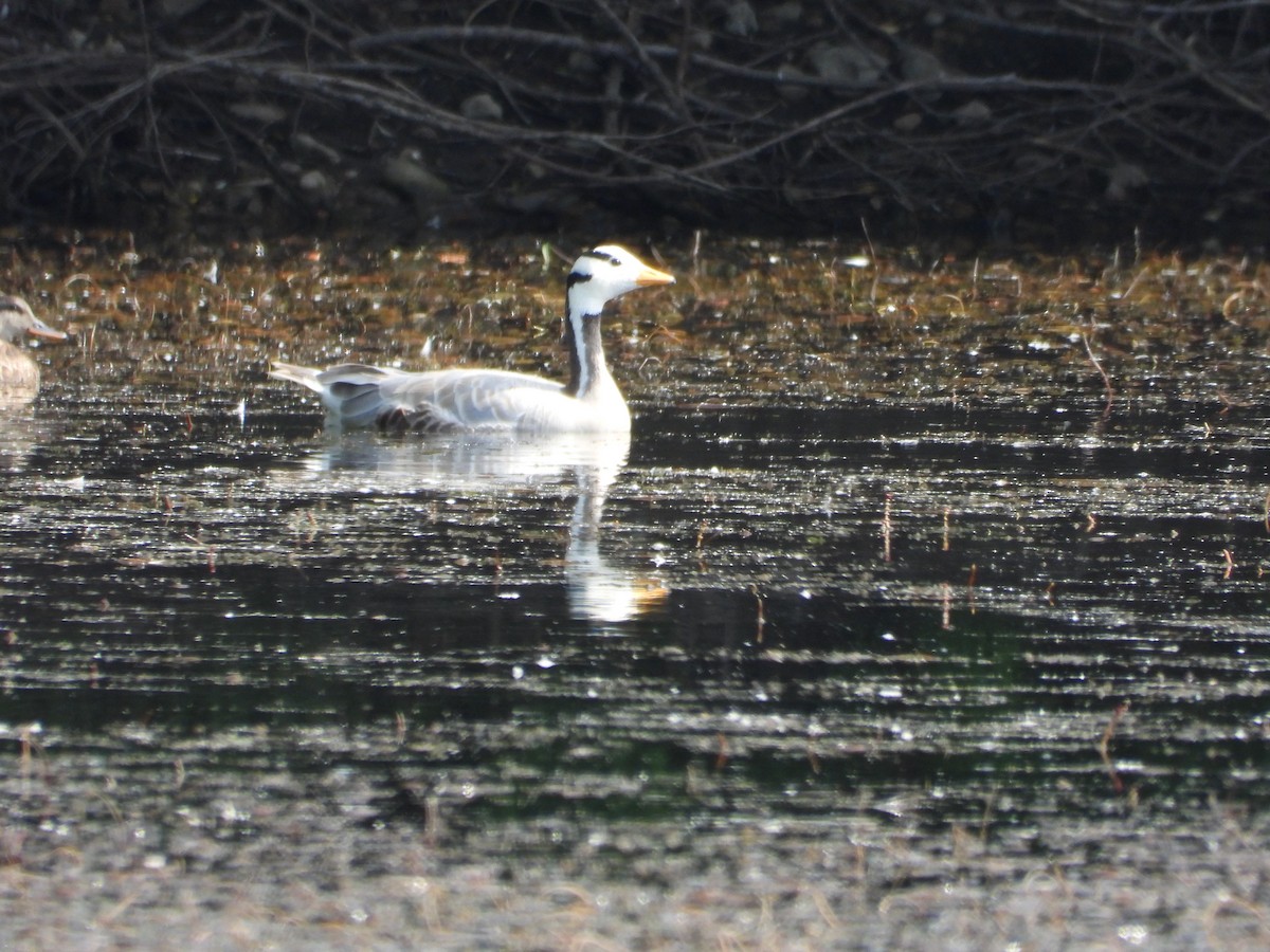 Bar-headed Goose - ML639451888