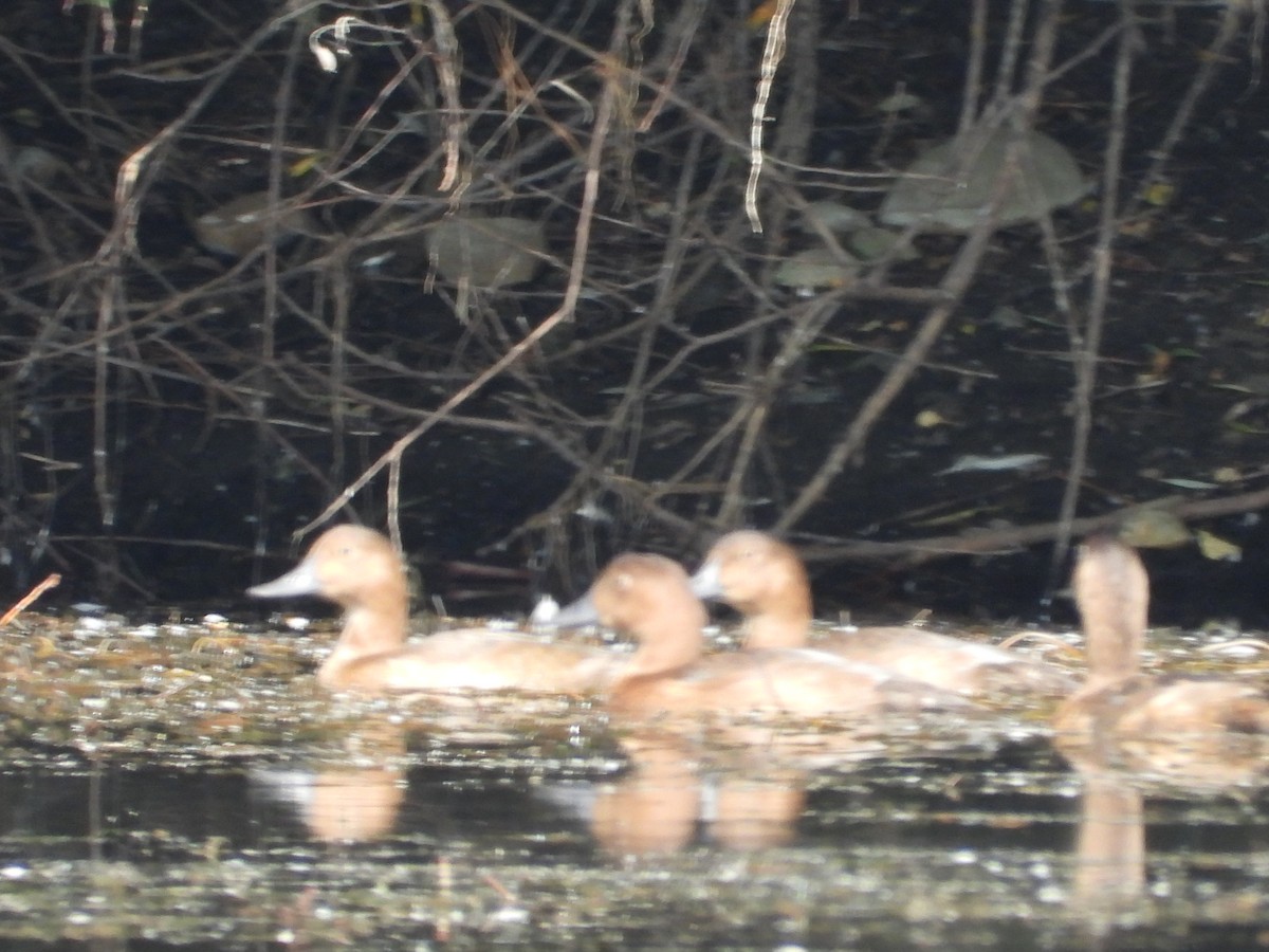 Common Pochard - ML639451908