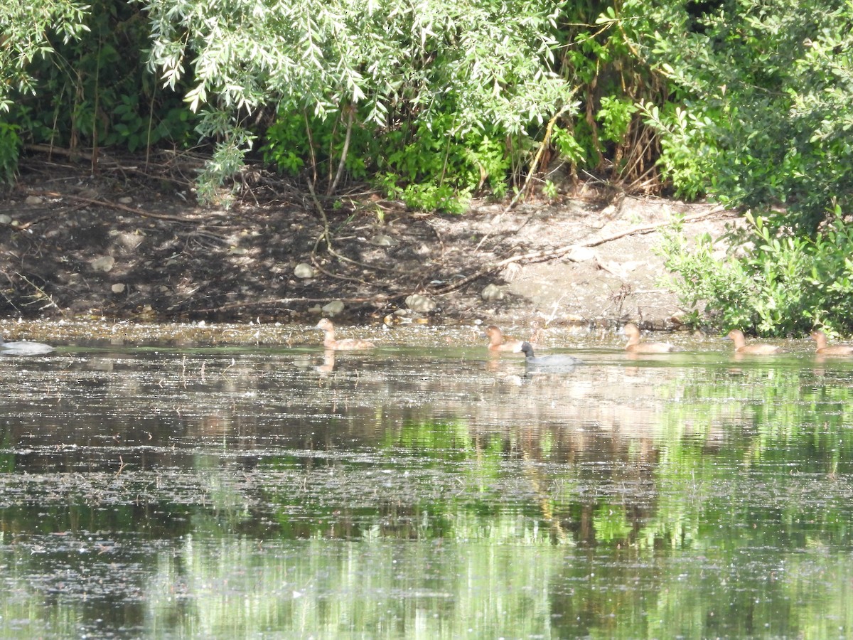 Common Pochard - ML639451909