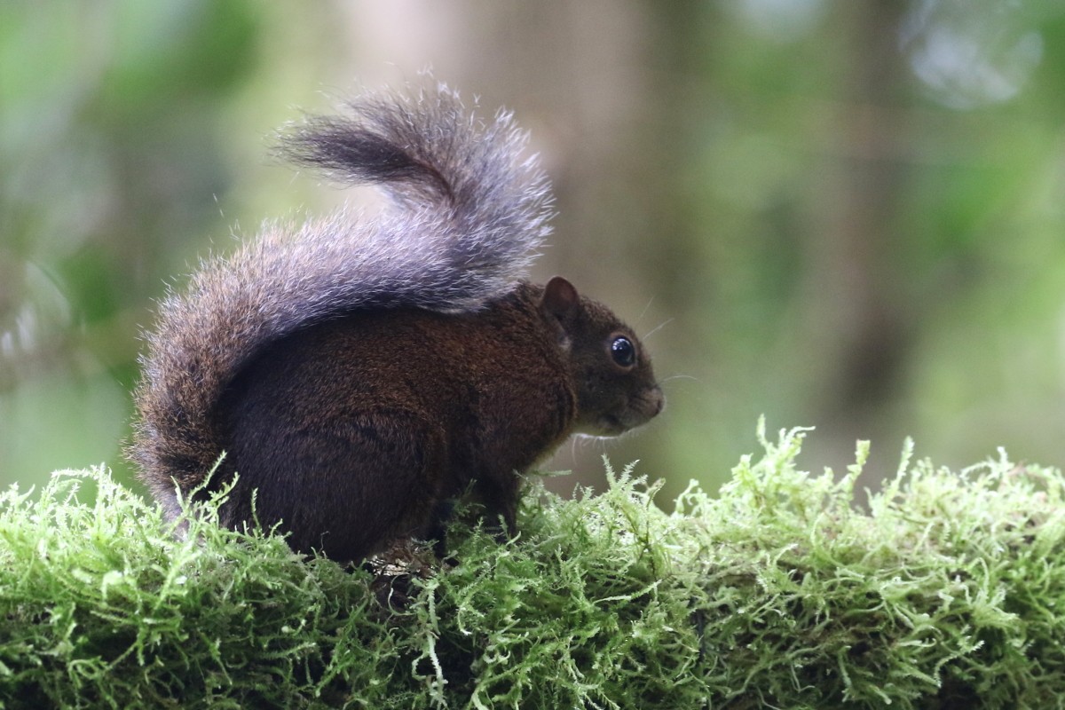 Andean Squirrel - ML639451920