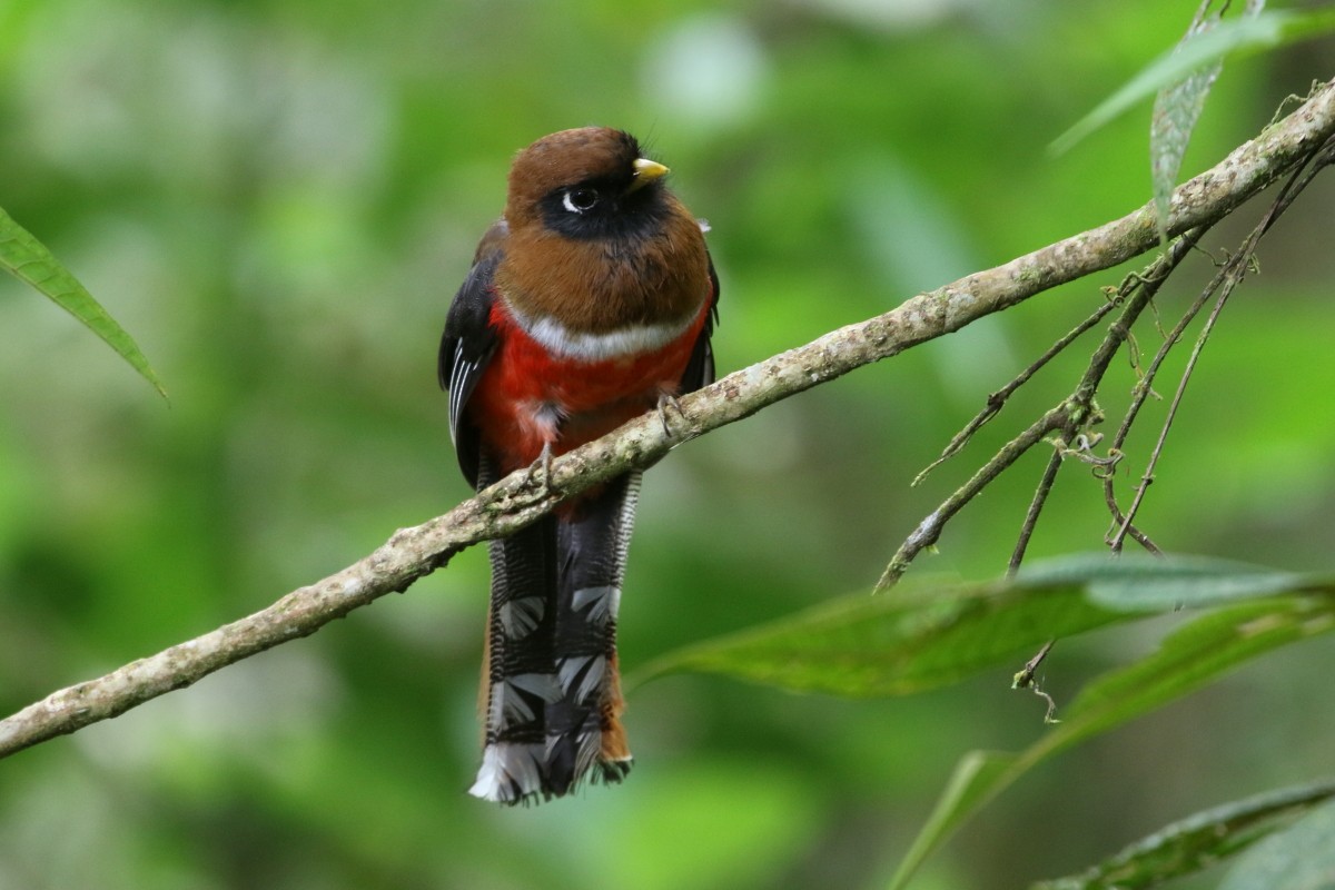 Masked Trogon - ML639451922