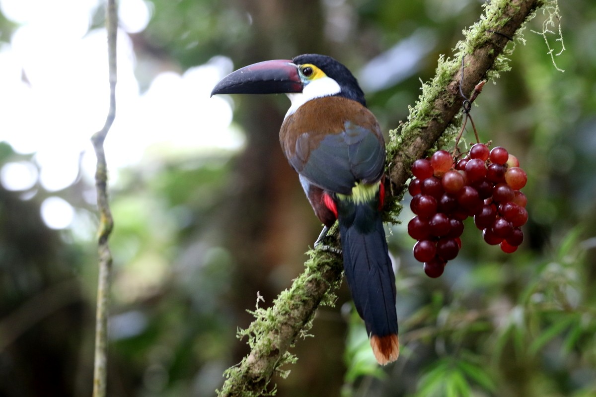 Black-billed Mountain-Toucan - ML639451926