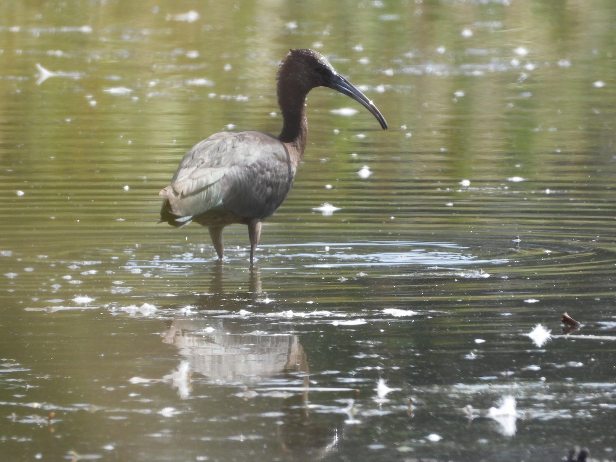 Glossy Ibis - ML639451927