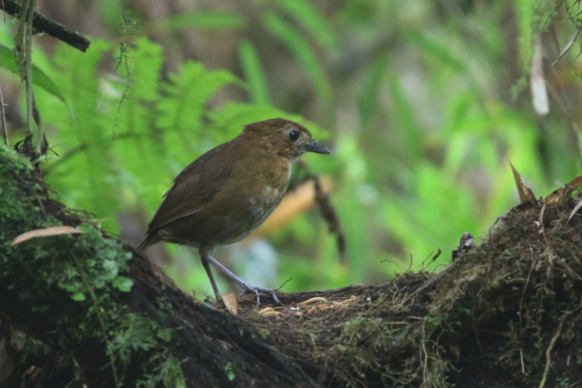 Brown-banded Antpitta - ML639451933