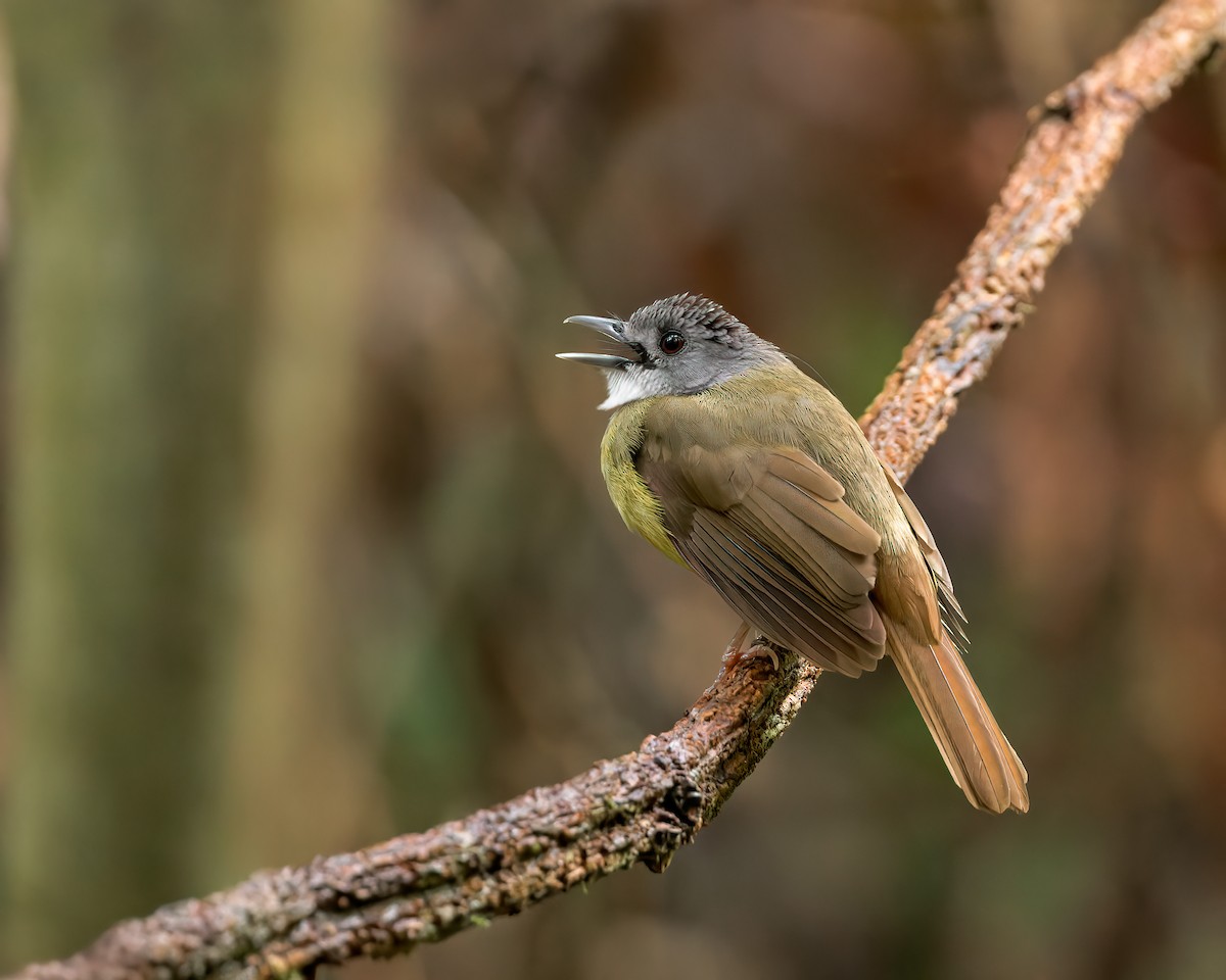 Yellow-bellied Bulbul - ML639451972