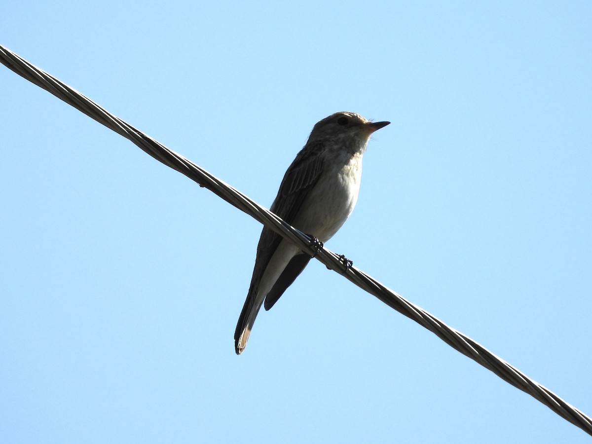 Spotted Flycatcher - ML639452031