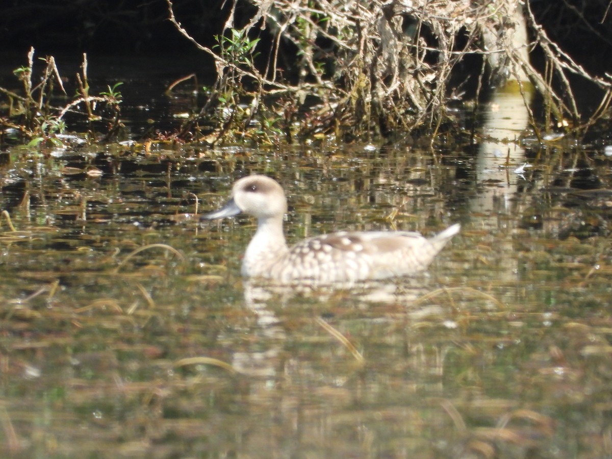 Marbled Duck - ML639452053