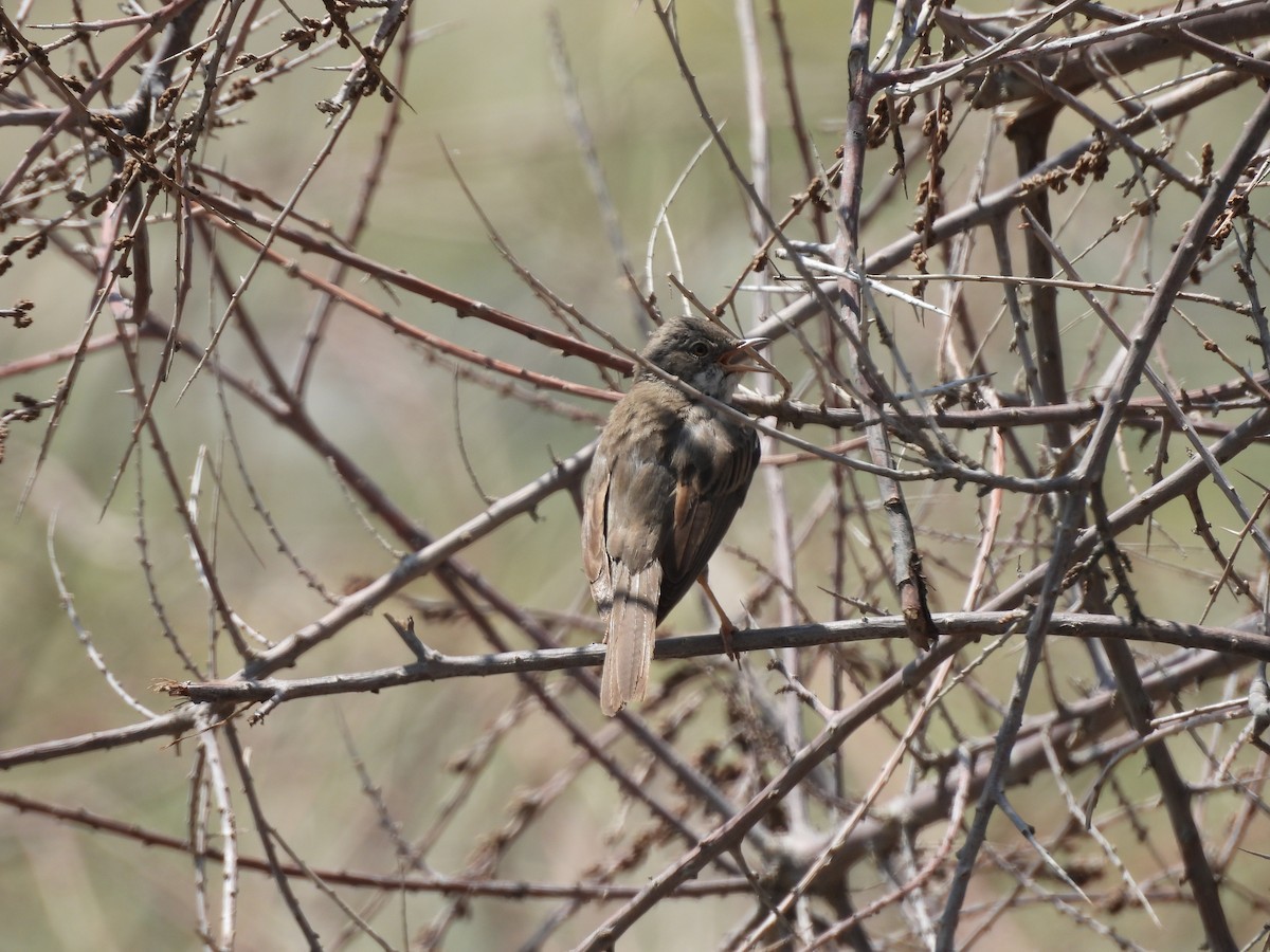 Greater Whitethroat - ML639452076