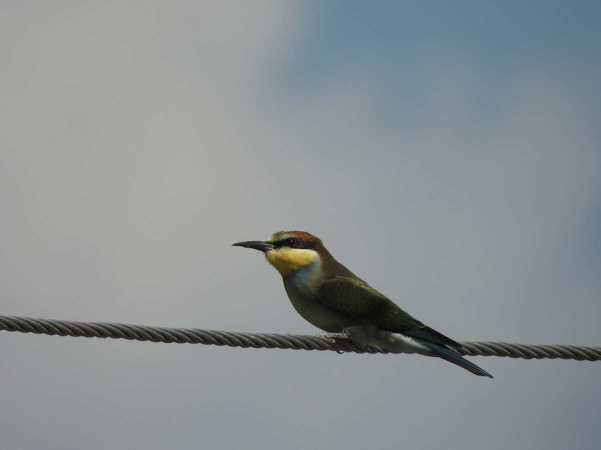 European Bee-eater - ML639452112