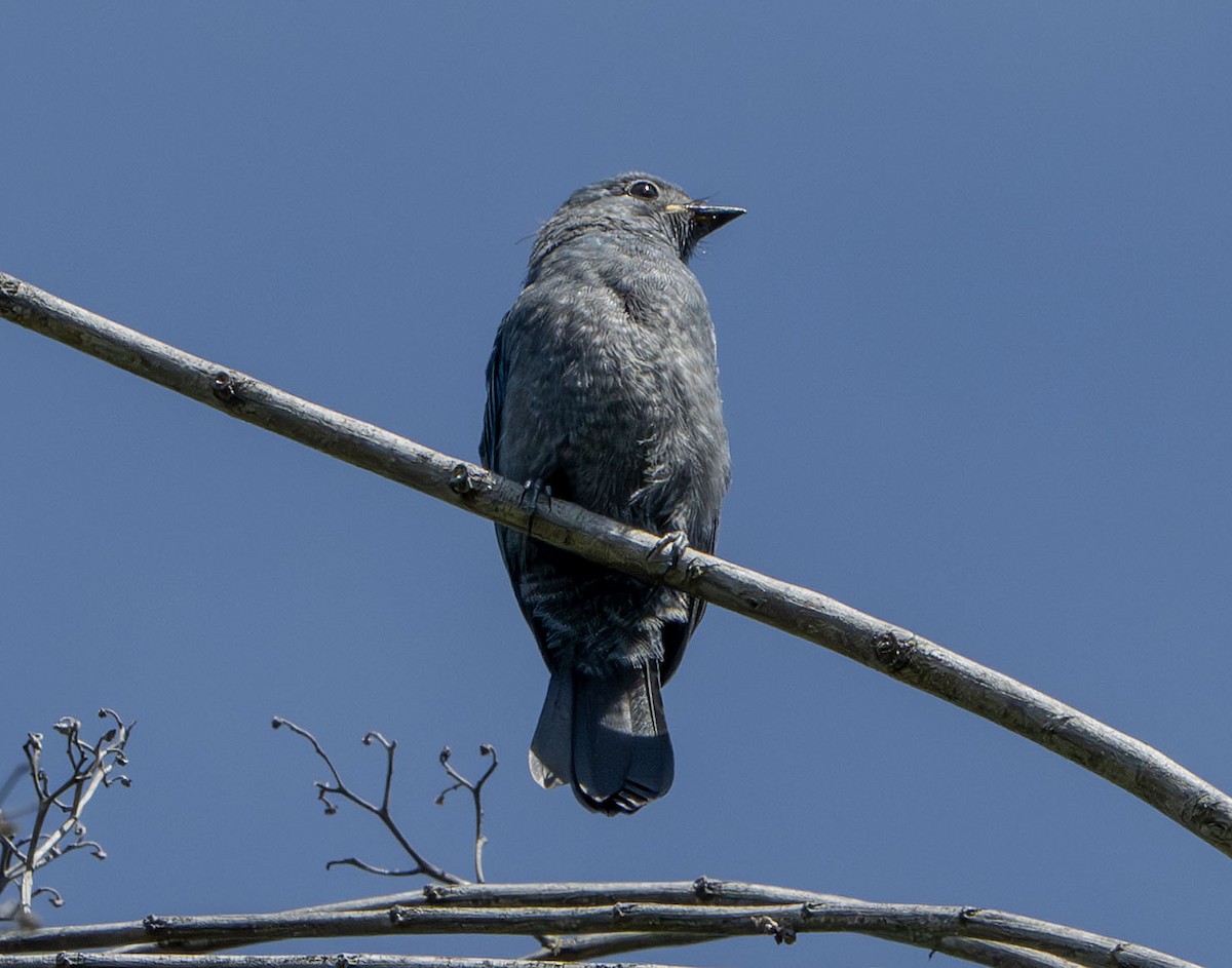 Ashy Drongo (Bornean) - ML639452128