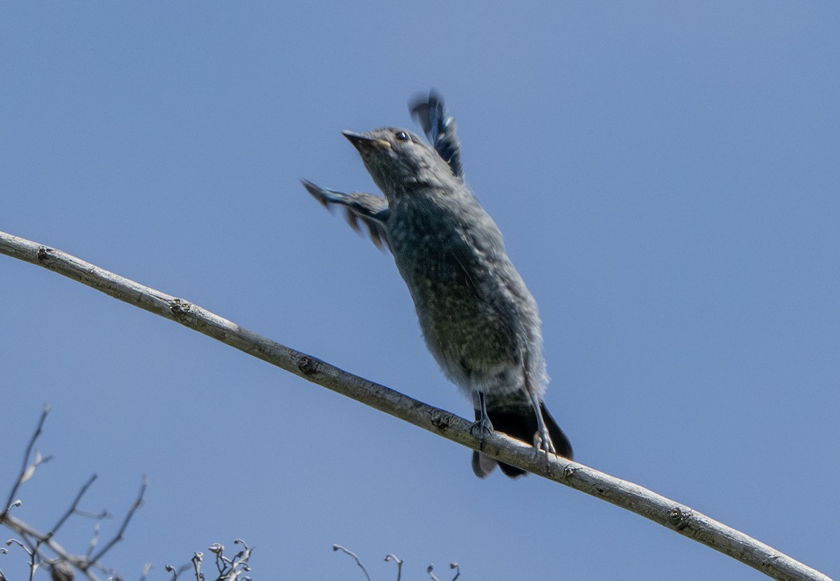 Ashy Drongo (Bornean) - ML639452129